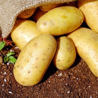 Verschillende soorten biologische aardappelen zoals Vitabella en Connect