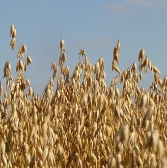 Diverse graanproducten van de biologische granen van Landgoed Velhorst