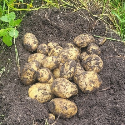 Vitabella aardappelen BIO